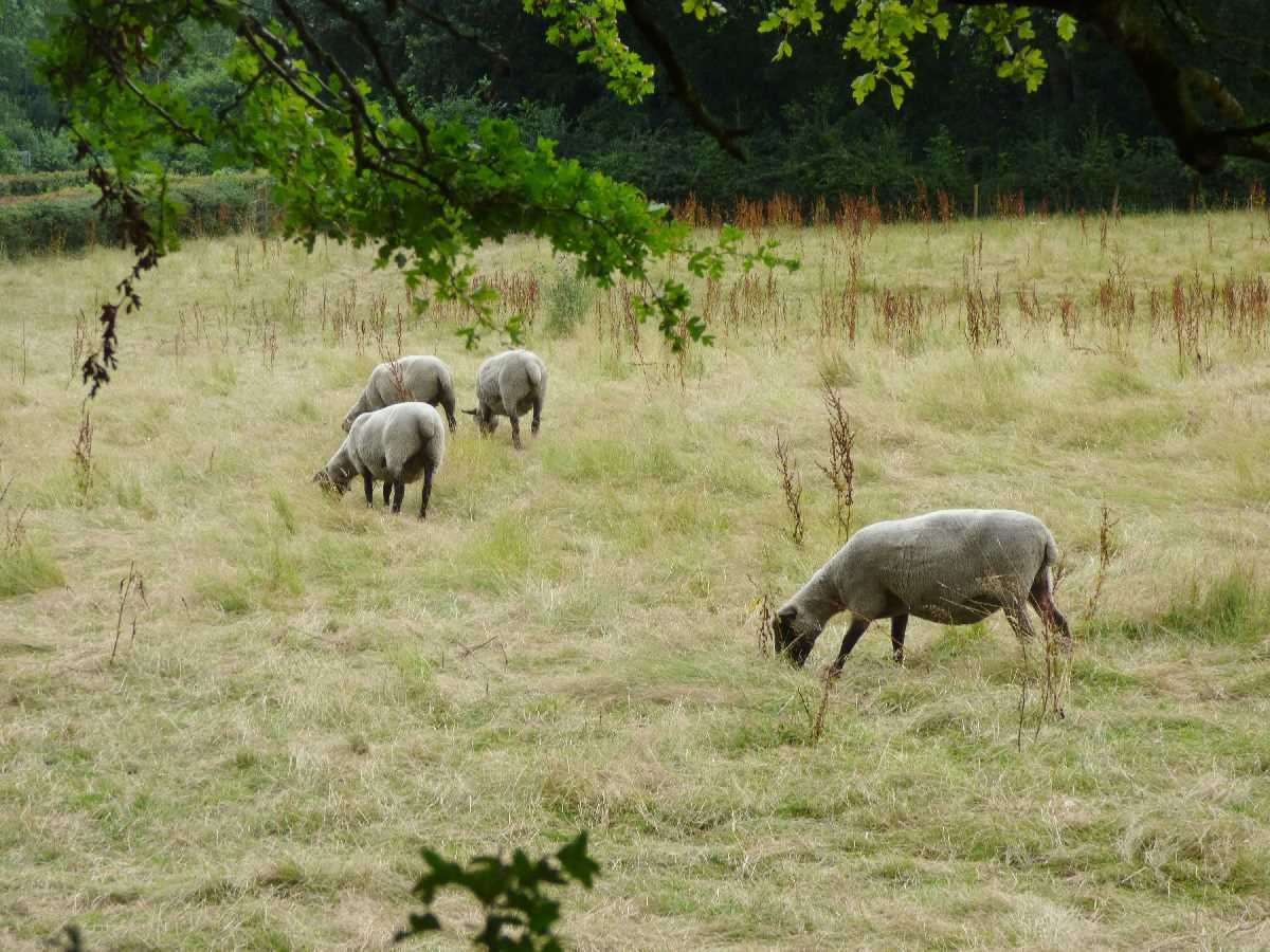 Sandwell Park Farm